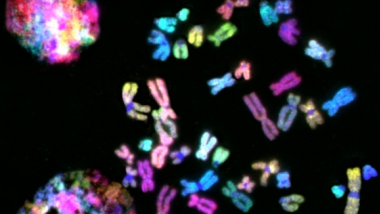 Chromosomes from normal human cells. Each colour is a different chromosome. Chromosomes come in pairs.